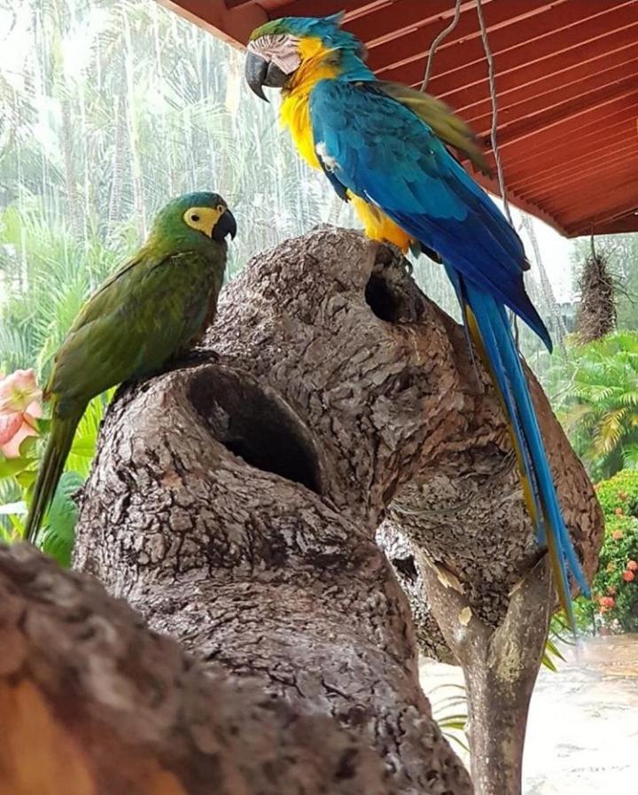Pousada Recanto Dos Passaros Balsas Extérieur photo